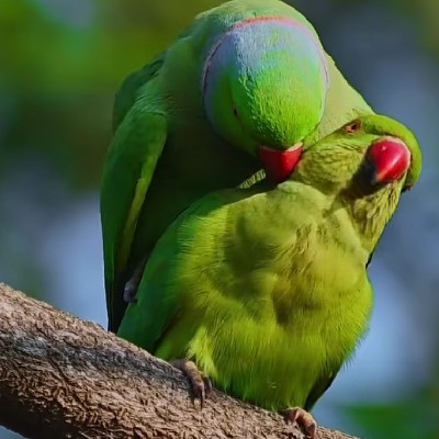 అలేఖ్య. ఏలూరి. "లేఖ్య"