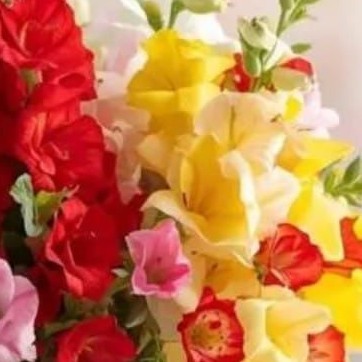 Vaishali "आचल"