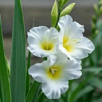 Vaishali "आचल"