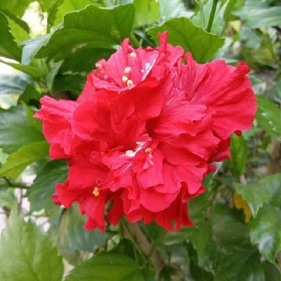 Ranjana Mishra