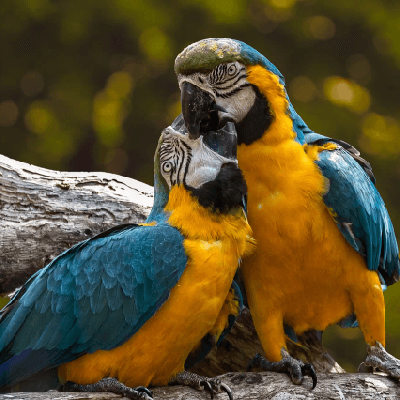 রাজ শ্রী