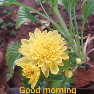 पिया रावल