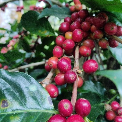 ಆದರ್ಶ್ ಪಟೇಲ್