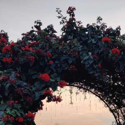 சுபாஷிணி கோ "தமிழினி_சுபா"