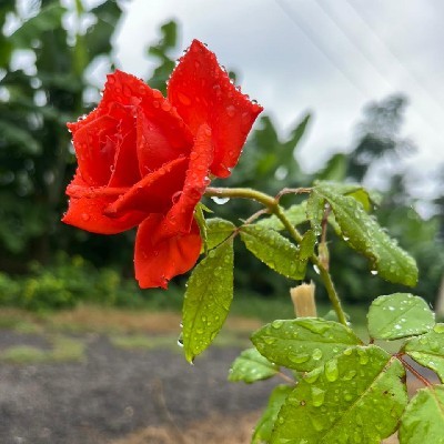 ನಿವೇದಿತಾ ಸುರೇಶ್ "ನಿವಿ"