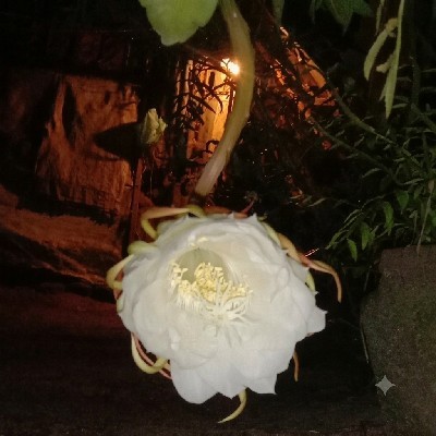 🥀അശ്വതി പ്രിൻസ്🥀 "നിശാഗന്ധി"