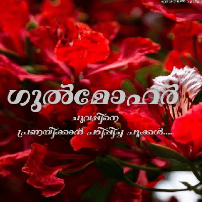 ഗുൽമോഹർ
