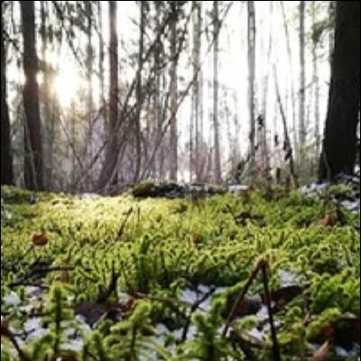 Suraj Nakum "કાનો"