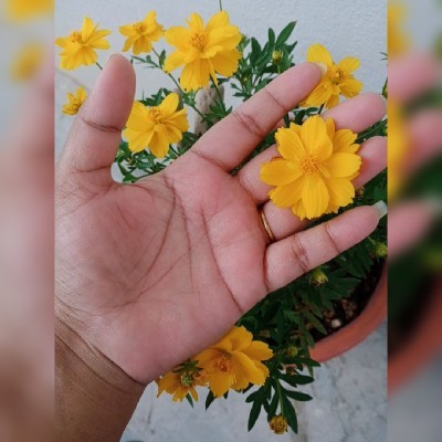 🌸தேன்நிலா🌸Thennilah