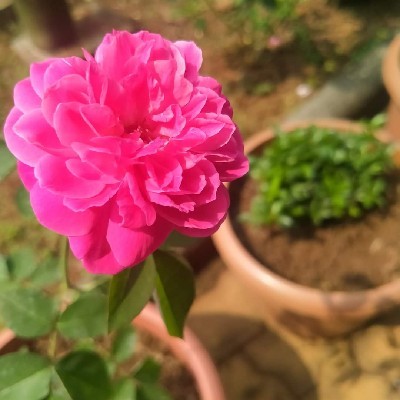 Manhar vala, Rasnidhi. ,