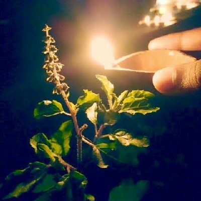 അരാത്രിക "അരാത്രിക-the lamp beneath Tulsi"