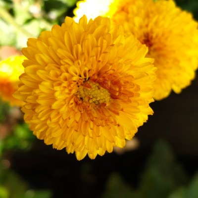 ಪೂಜಾ ಹೆಗಡೆ