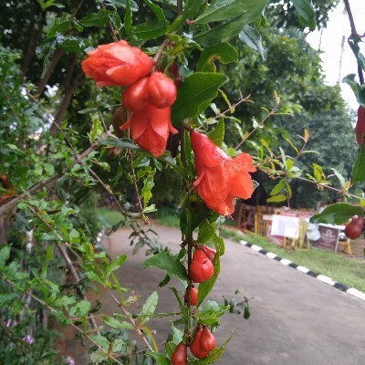 சுகந்தி நந்து "இளவரசி"