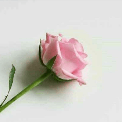 वृषाली प्रभुदेसाई "शब्दनंदिनी"