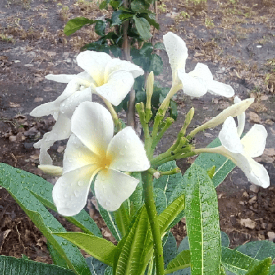 सावी "Revati"