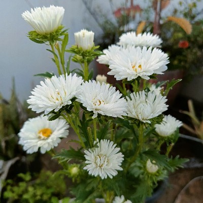 ರಾಜೇಶ್ವರಿ ಆರ್ "ರಾಜಿ"