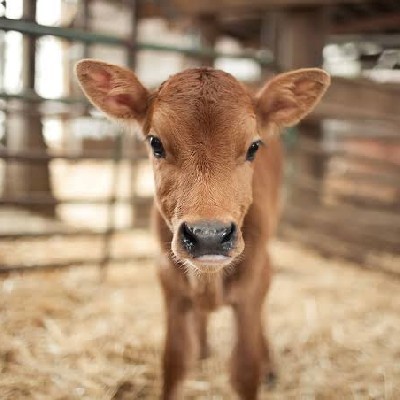 சிந்து மோகன் "கன்னுகுட்டி"