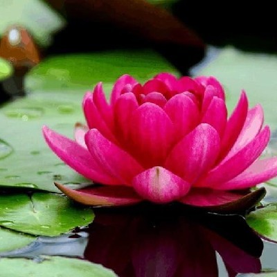 ज्ञानिका 💫
