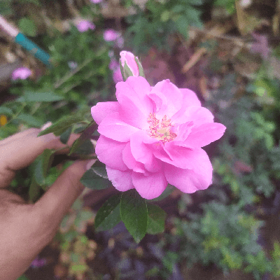 B@vankar
Bharti vankar