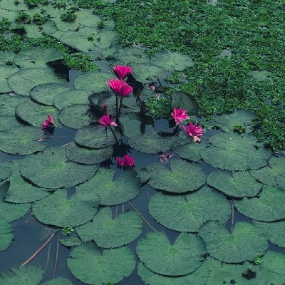 প্রজাপতি🦋🦋 "Titli"