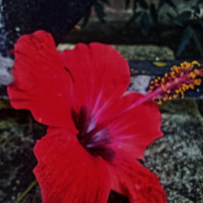 🦋അമ്മൂട്ടി 🦋 🍁കിളിമാനൂർ🏵️