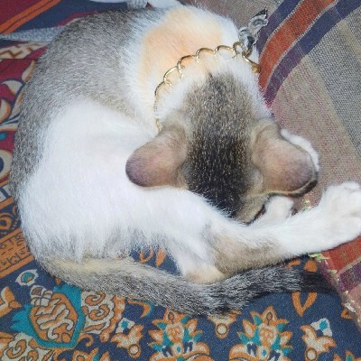 তুষার আহমেদ কাব্য "angry bird"