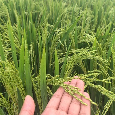 ಪ್ರತಿಮಾ.ಎಸ್.ಹೆಚ್