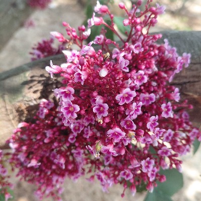 അനുപമ ❣️devee sandu ❣️