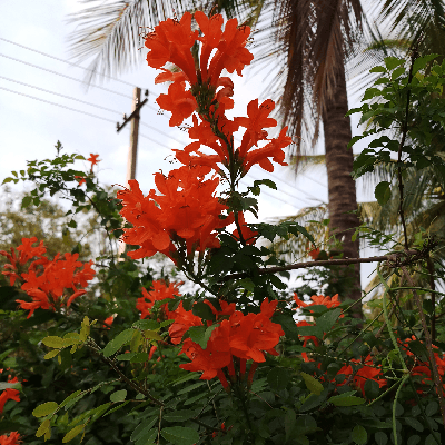 ಪೂರ್ಣಿಮಾ "ಪೂರ್ಣ"