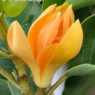 Megha Arbuj "चाफा वेडी"