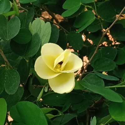 Anu Arundhati🌳