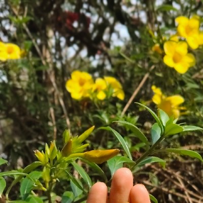 പ്രണയം കൊണ്ട് മുറിവേറ്റവൾ❤