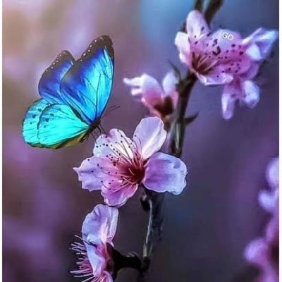 Reshma K