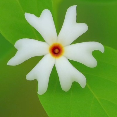 🌹♥️ pratibha "♥️🌹"