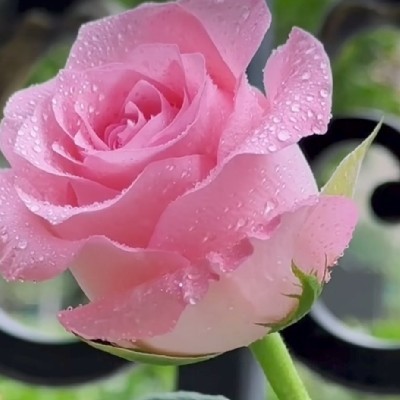 🌹♥️ pratibha "♥️🌹"