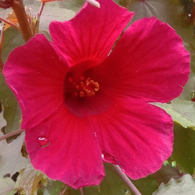 Sarmi Ragu Sarmi "கதைகளின் காதலி"