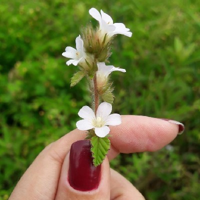 જિજ્ઞાસા જાની "વનશ્રી"