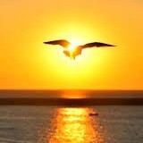 ధనలక్ష్మి "🌟"