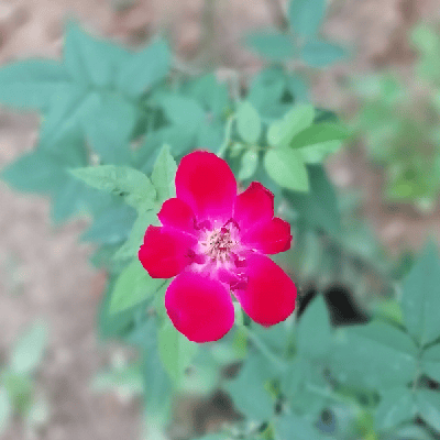 ഭദ്ര ശ്രീ "ഭദ്ര ശ്രീ"