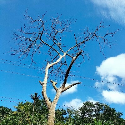 ✨ നിഴൽ ✨