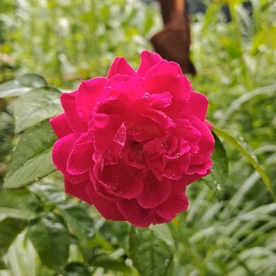 Mikita Meena Deepak "Miki Patel"