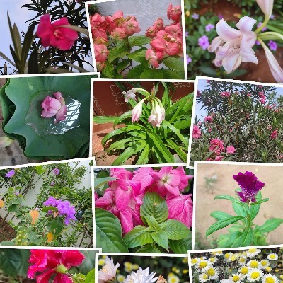 రాధ కృష్ణశ్రీ