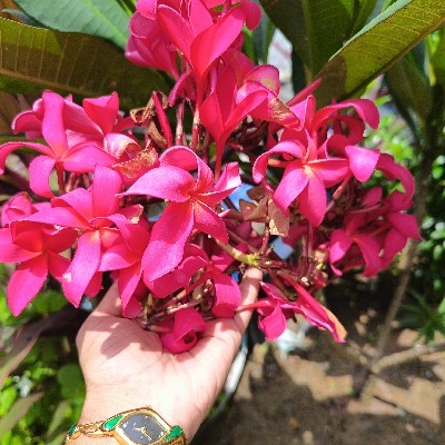 അനില സനൽ അനുരാധ