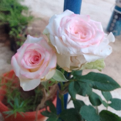 ಆಯಿಷಾ ವಸ್ಮಿಯ