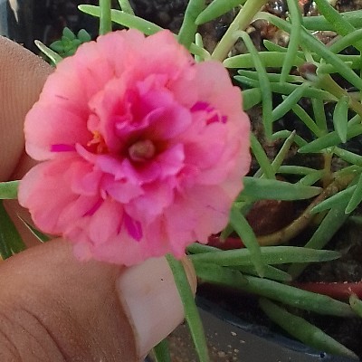 ಆಯಿಷಾ ವಸ್ಮಿಯ