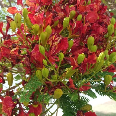 Shamla Shan "പറവ"