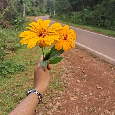 ಮಾನಸಾ ಜಿ ಹೆಗಡೆ "ಮಾನು ಗುಬ್ಬಿ"