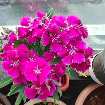 JYOTHI RAVI