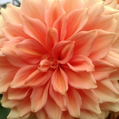 Baandhavya "Kashte phali"