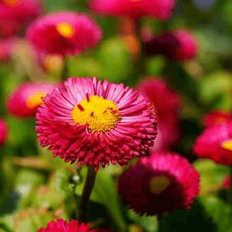 नंदिनी मेणजोगे